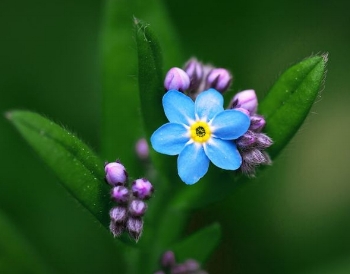 A blue flower with yellow center and purple buds.